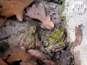 Une grenouille verte hiberne dans le caniveau